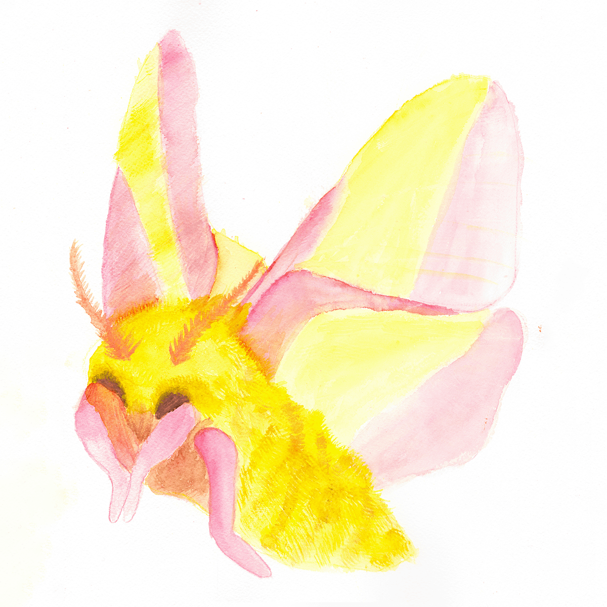 Rosy Maple Moth Sticker (x2) product image (5)