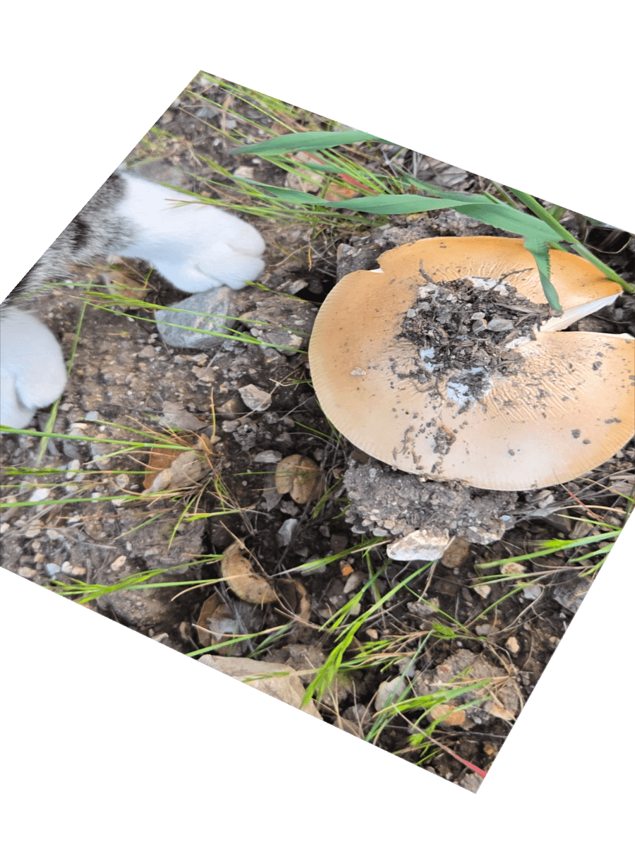Paws and Shrooms Sticker Set product image (8)