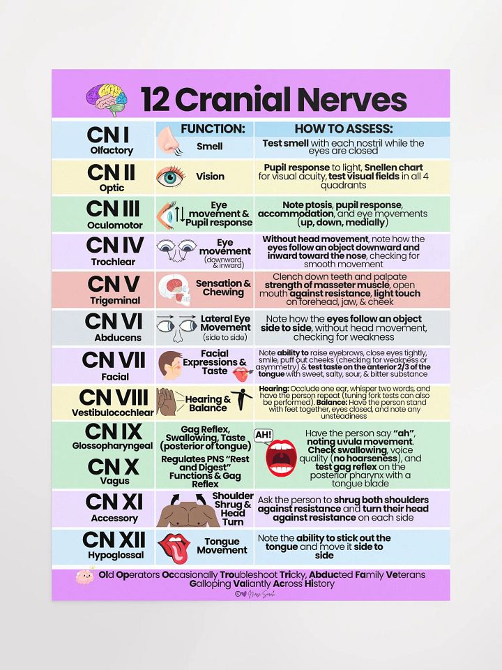 12 Cranial Nerves: Their Function and How to Assess Wall Poster product image (1)