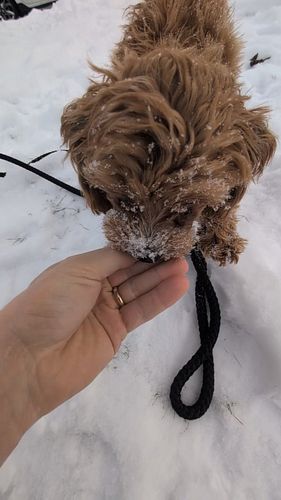 ❄️ Leo's First Snow Day! ❄️ Day 4

Today was a big milestone for Leo—his very first time playing in the snow! 🐾 Watching him ...