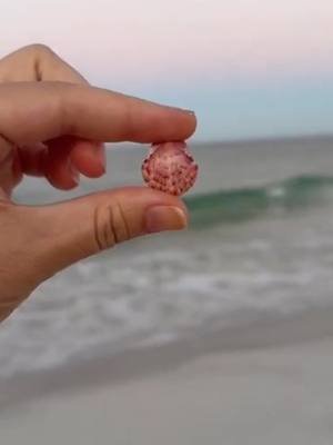 My first beach stream from the gulf coast! Thanks to everyone who hung out with me while I explored Anna Maria at sunrise 🫶🏼 #swflorida #swfl #seashell #beach #florida 
