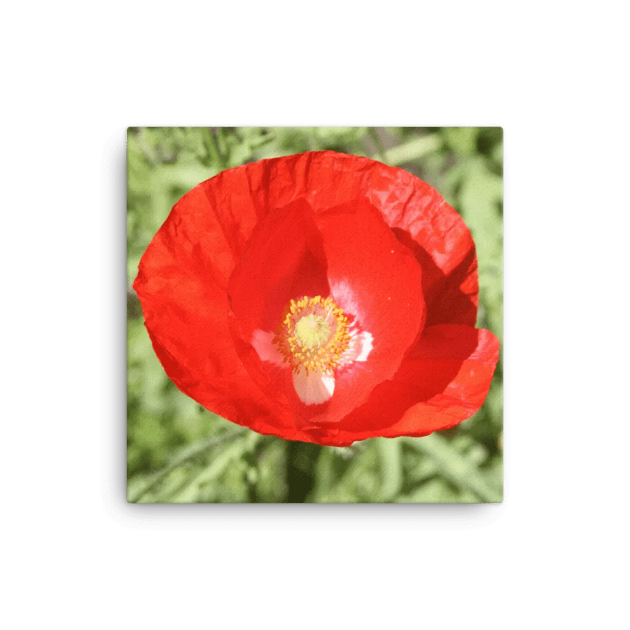 Red Poppy product image (3)