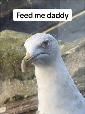 Always bloody starving for a big fat slice of salmon 🍣  #fyp #foryou #seagull #birds #feedingsteven