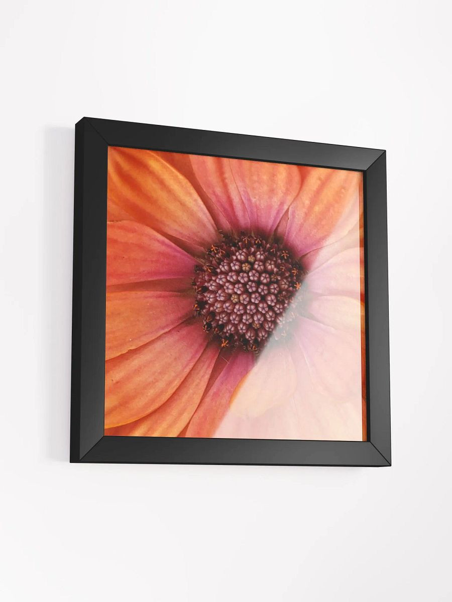 Orange Gerber Daisy product image (31)