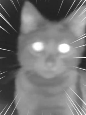 When you find a hidden camera in your AirBnB #camkitties #kittiesam #feralcat #feralcats #fyp #funnycat #funnykitten #cats #kitten #catsoftiktok #kittensoftiktok #straycat #wildcat #catsvideo #catlovers #blackcat #blackcats 