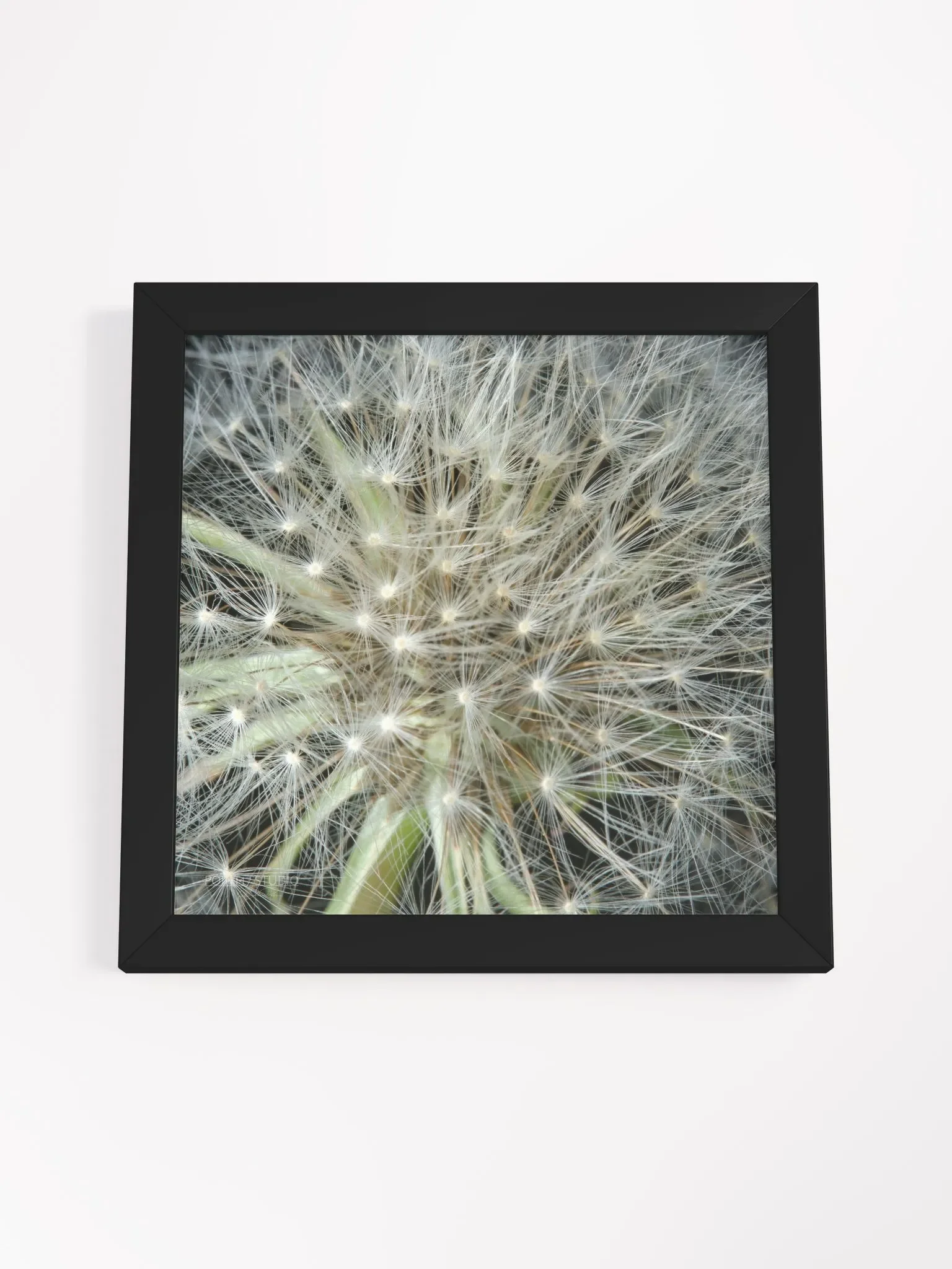 Dandelion #3 - Framed Print product image (4)