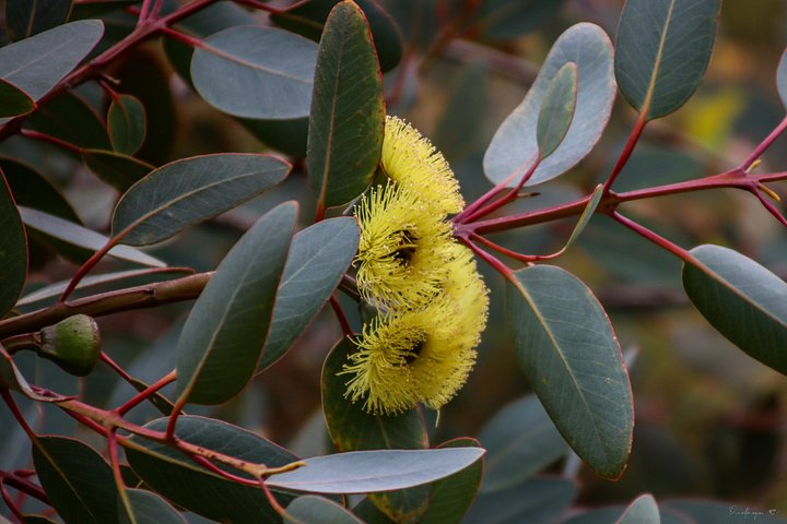 Fine Art - The Blazing Eucalyptus product image (1)