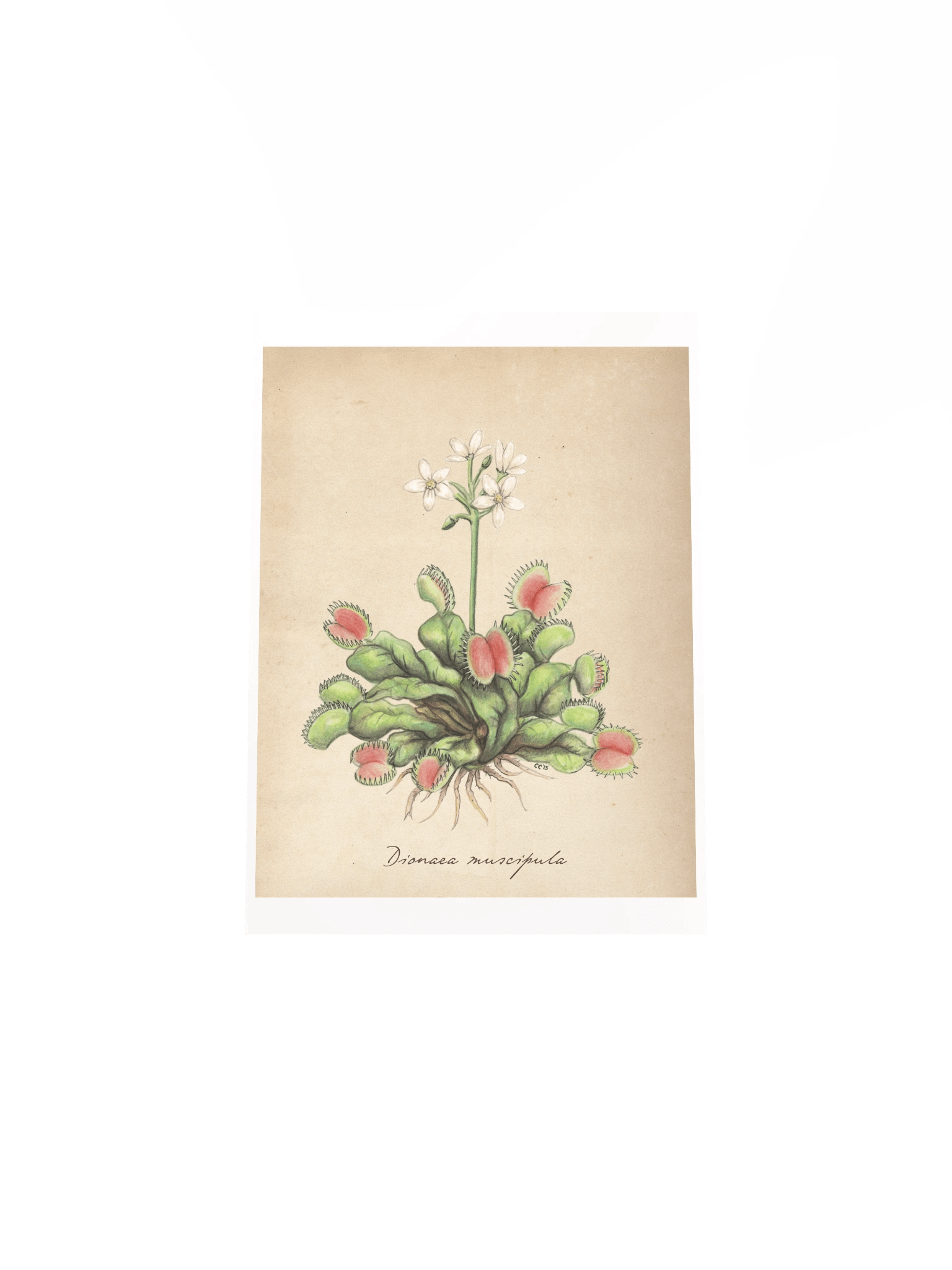 Venus Flytrap - Art Print product image (4)