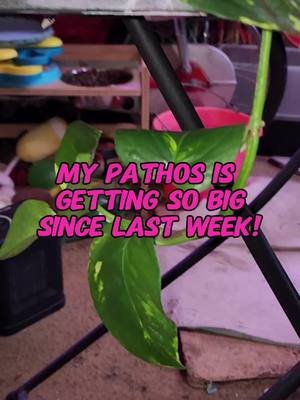 Look at my Pathos grow! #tinahartart #pathos #houseplants #plantsoftiktok  #plantparents #foryoupage #foryou #fyp 