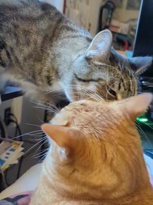 Sassy Riley 🤦‍♀️😸#kitty #browntabby #orangetabby #cats 