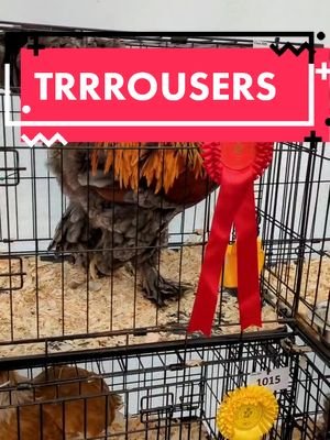 @phoenomenon look at his TRRRRROUSERS #trousers #cringe #corksummershow #cork #ireland #chicken #award