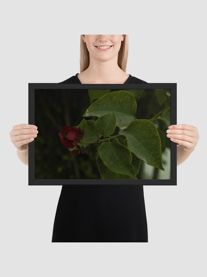 Bougainvillea close up Framed photography Poster product image (2)
