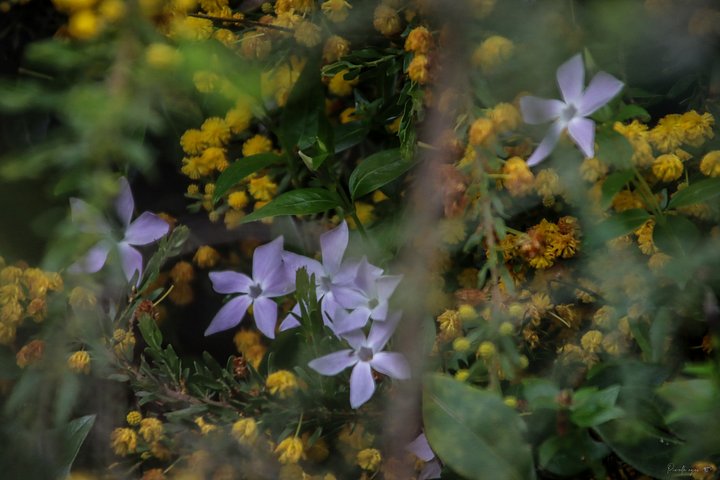 Fine Art – Secret Harmony product image (1)