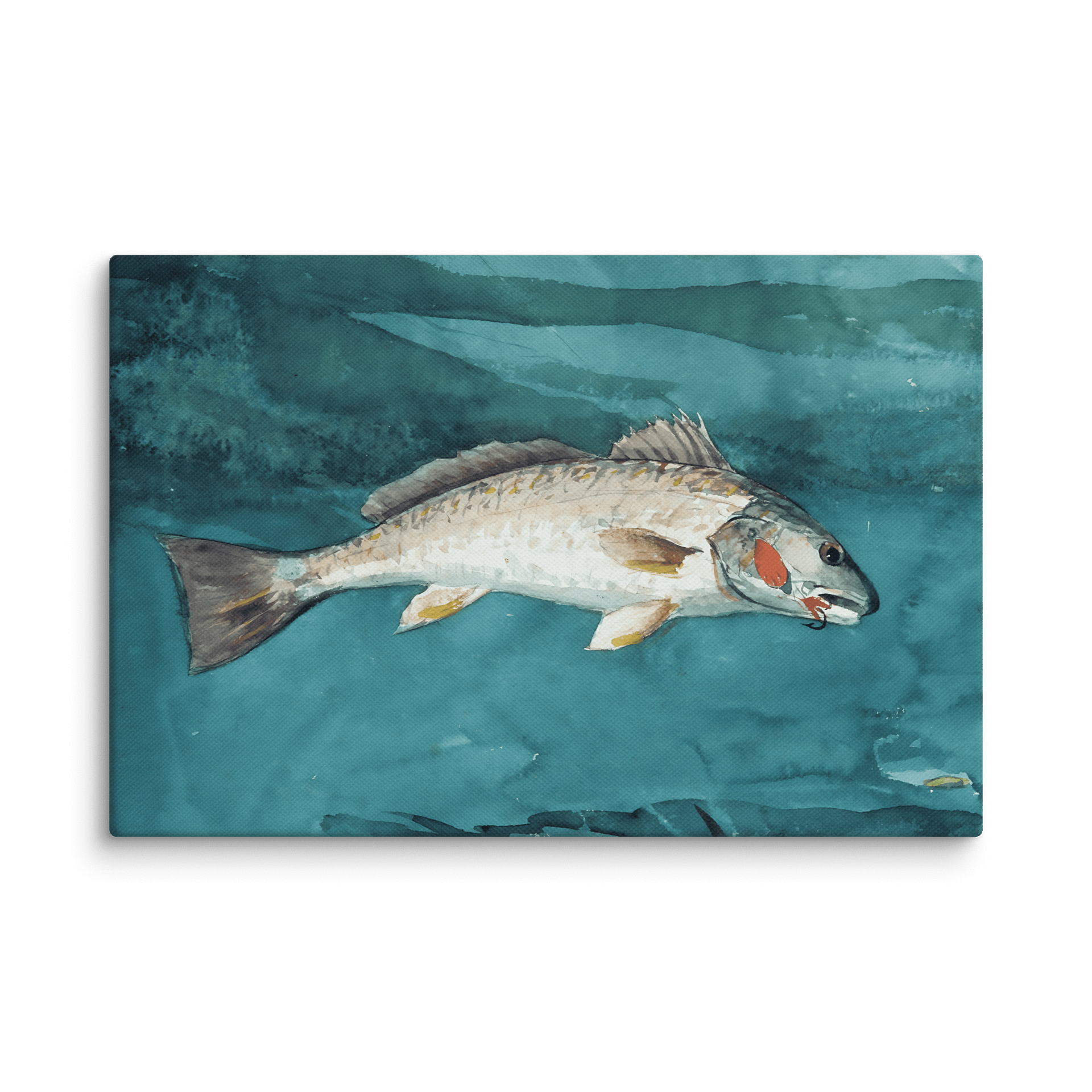 Channel Bass Watercolor Canvas Print product image (3)