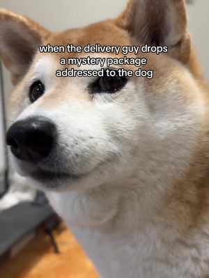 dont trust the doge.
