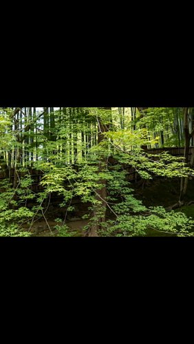 zoom on maple tree #kyoto #japan #japonesegarden #japantravel