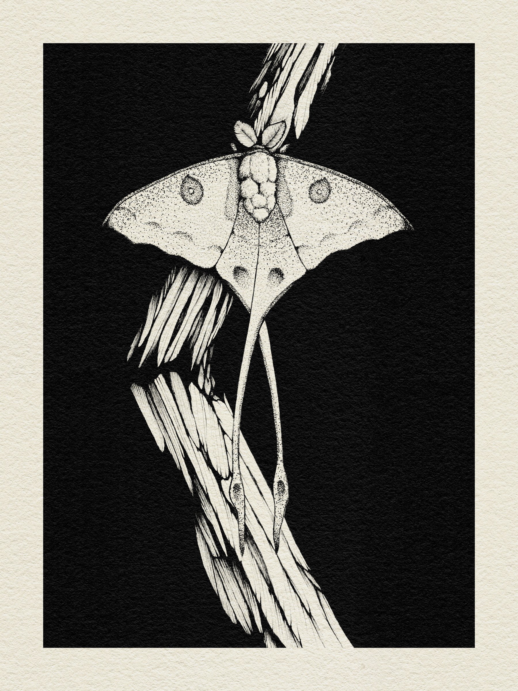 Moon Moth product image (1)