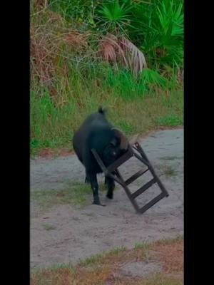 Sometimes we all have that one day! #life #funnyvideo #animals 
