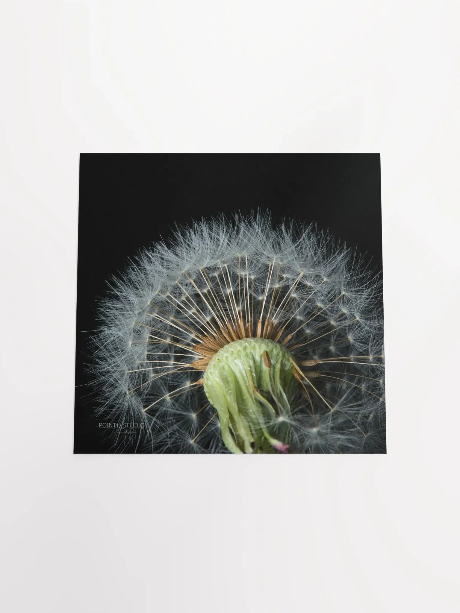 Dandelion #4 - Print product image (12)