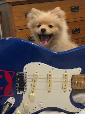 Dog plays the guitar #pomeranian #guitar #funnydog #cutedog #doglovers #guitarist 