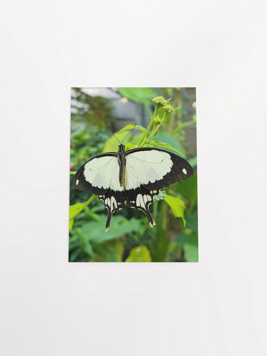 Mocker Swallowtail Tropical Butterfly Butterfly Poster 5x7" product image (4)