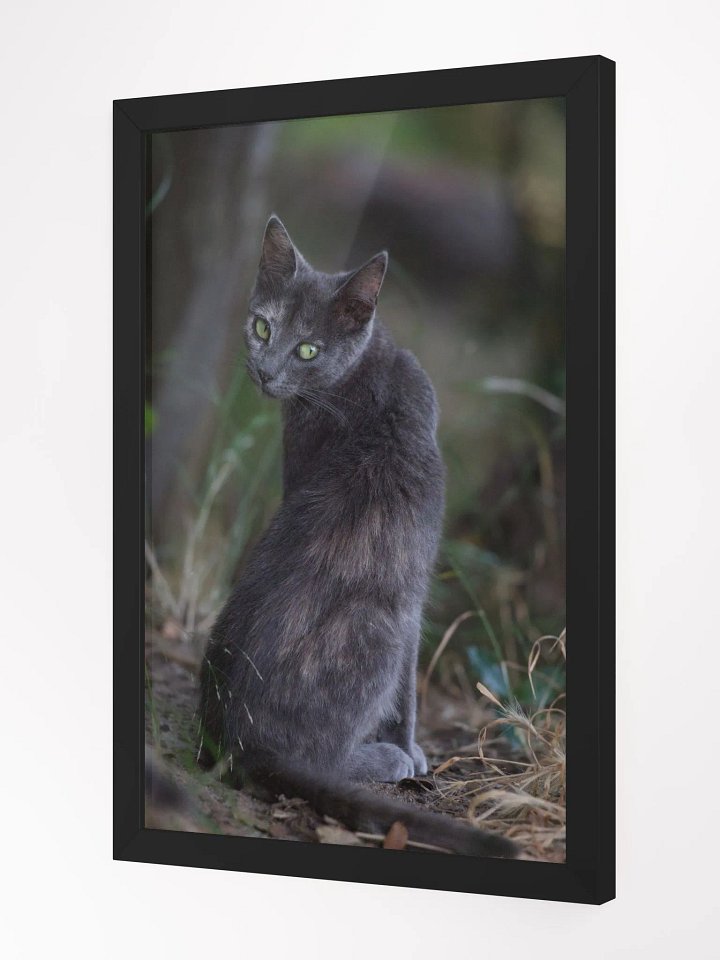 Mysterious black cat product image (3)