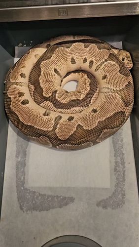 #ballpython #ballpythons #ballpythonbreeder #ballpythonsofinstagram #reptiles #nwballpythons #emeraldcityreptiles #clownballp...