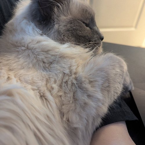 good morning from leo and me