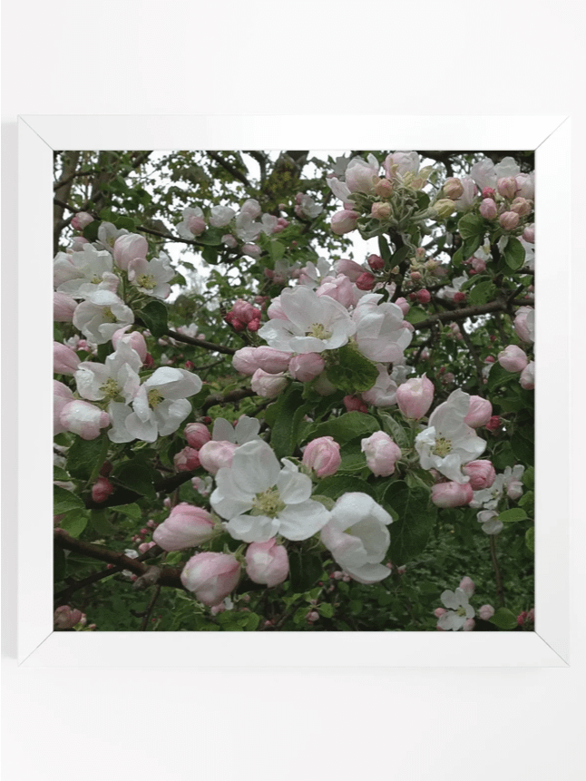 Apple Blossoms III product image (1)