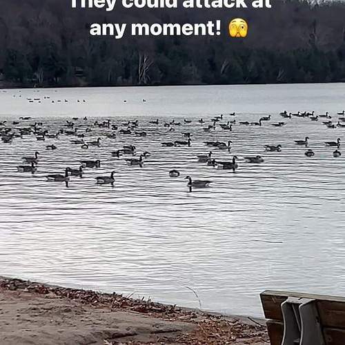 You can never be to careful up here in the great white north 👀🇨🇦 #canadageese #canadian