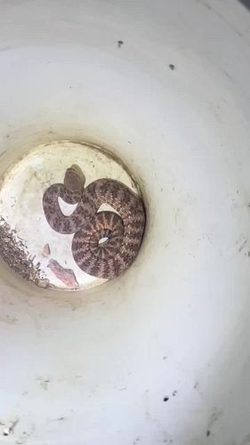 Bryce releases a Speckled Rattlesnake he relocated from a residence. Caves like this, if sufficiently deep, provide excellent...