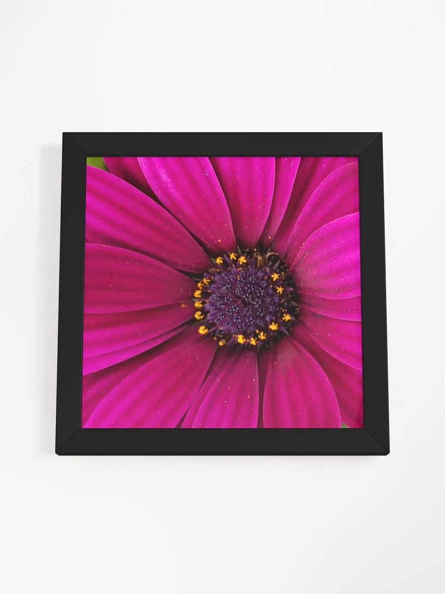 Pink Gerber Daisy product image (48)