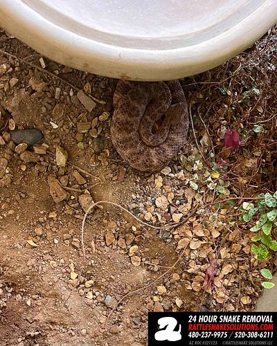 Some free water in the backyard was a great resource for this Speckled Ratlesnake. After it had been there for a few days, th...