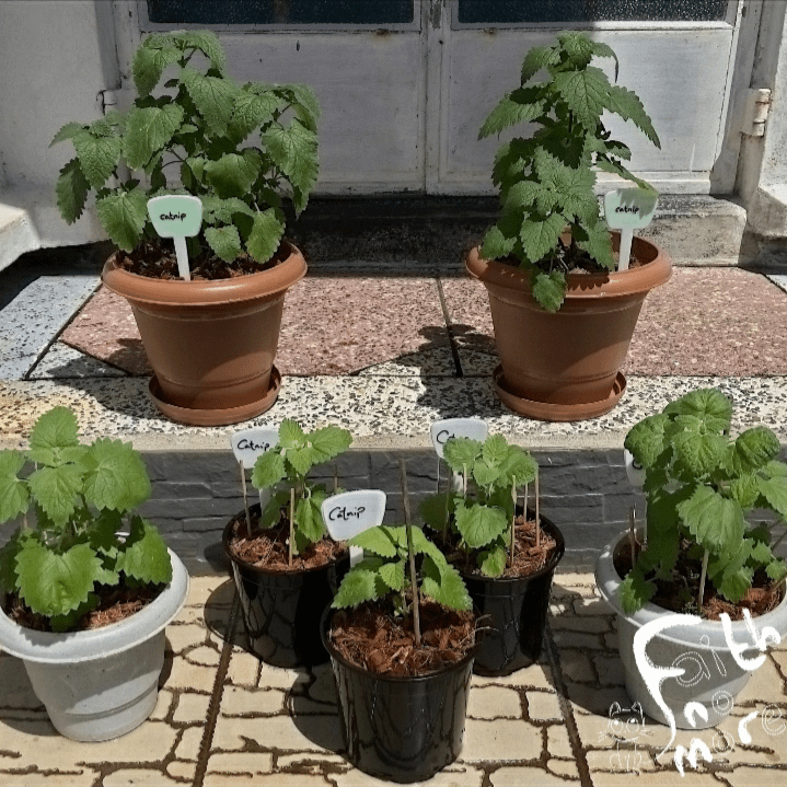 Catnip (Nepeta cataria) product image (5)