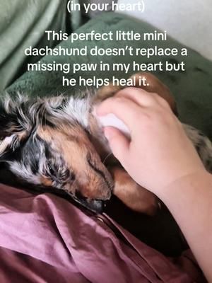 Wieners fill holes (in your heart) 🐾 #wienerdog #dachshundsoftiktok #puppy #dog #weenie 
