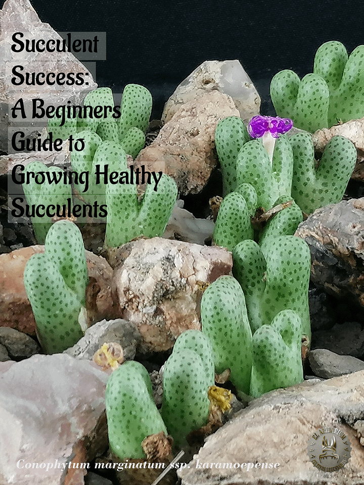 Succulent Success: A Beginners Guide to Growing Healthy Succulents product image (1)