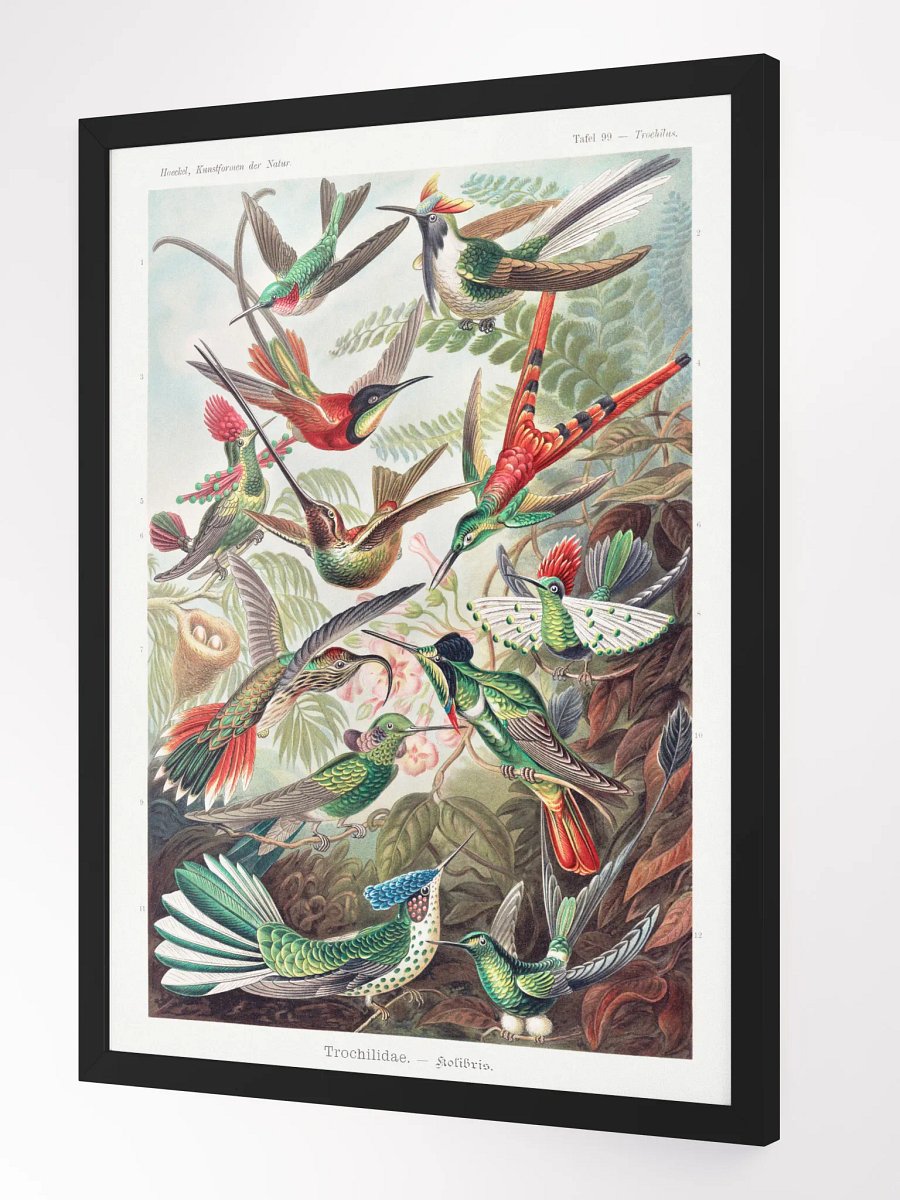 Kolibris product image (4)