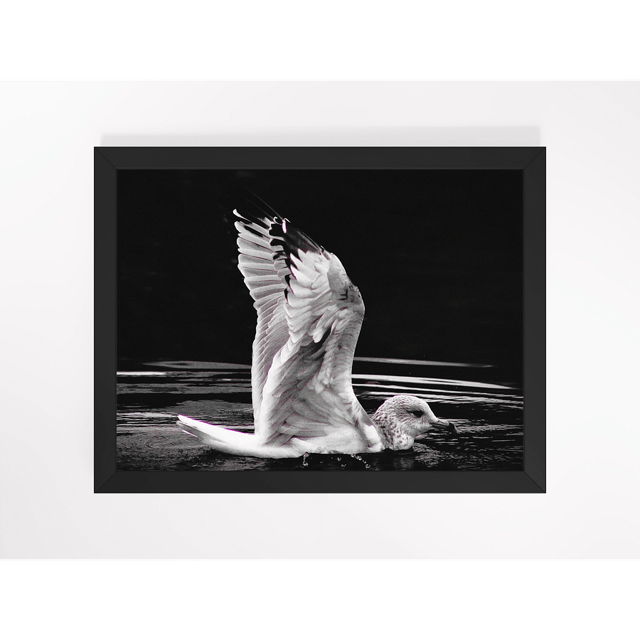 Seagull I Framed Print product image (1)