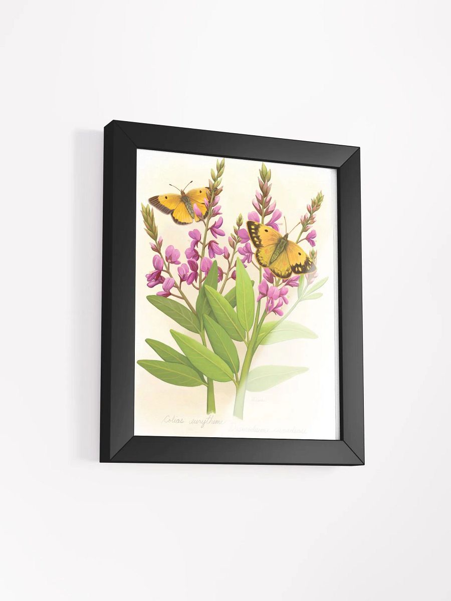 Orange Sulphur Butterflies product image (18)