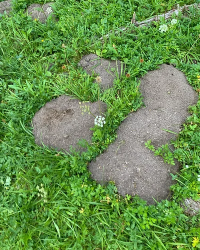 This is not leftover dirt from fall root harvesters in the middle elevation meadows of the western Cascades of the Pacific No...