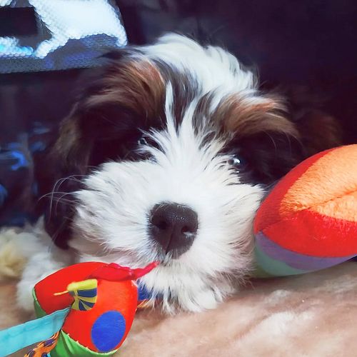 Dormir ou brincar, eis a questão 🐶💤🧸
#lizziefofinha #filhotefofa #doguinha #doguinhalinda #filhotinha