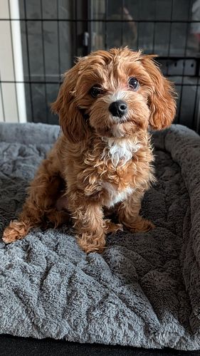 Day 3 Update: Leo is absolutely crushing it! 🐾✨ 

He's mastering the 
