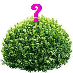 Bush Curious