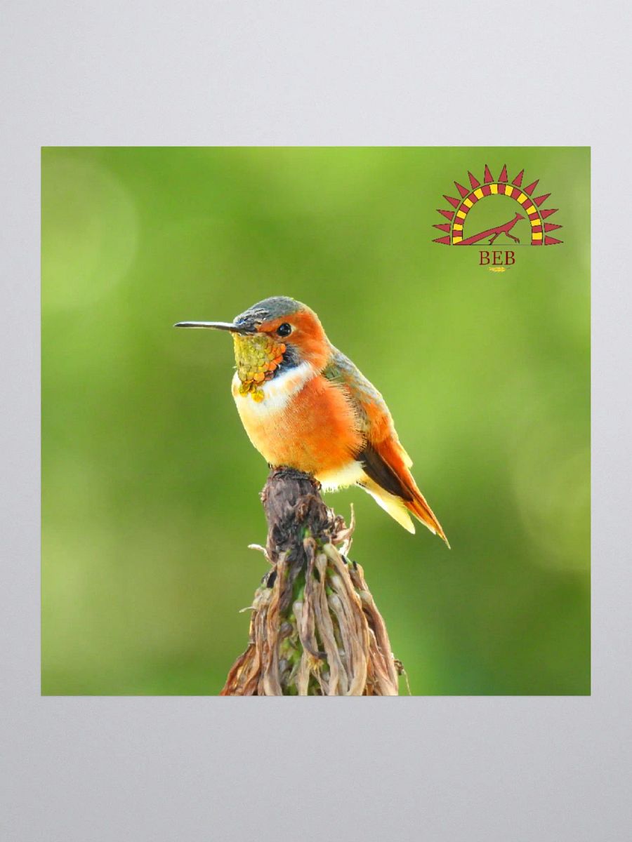 Bright-Eyed Birding Sticker (Allen's Hummingbird) product image (1)