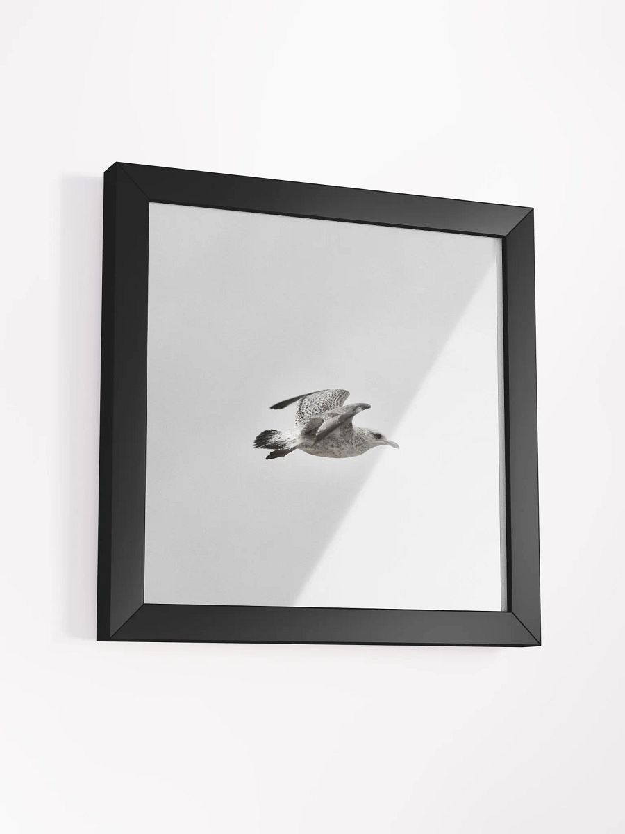 Young Gull in Flight Framed Photo Print product image (21)