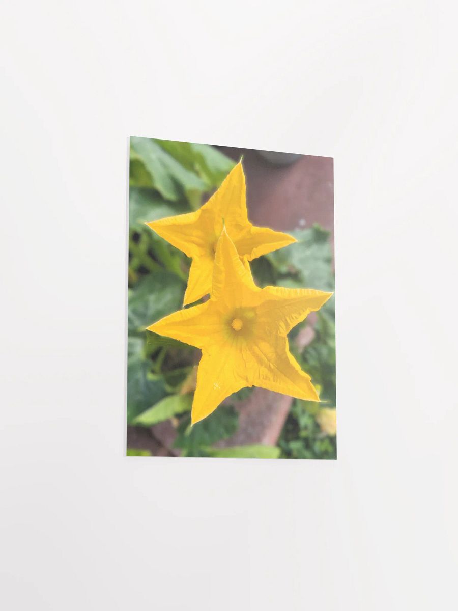 Pumpkin/Squash Flower product image (36)