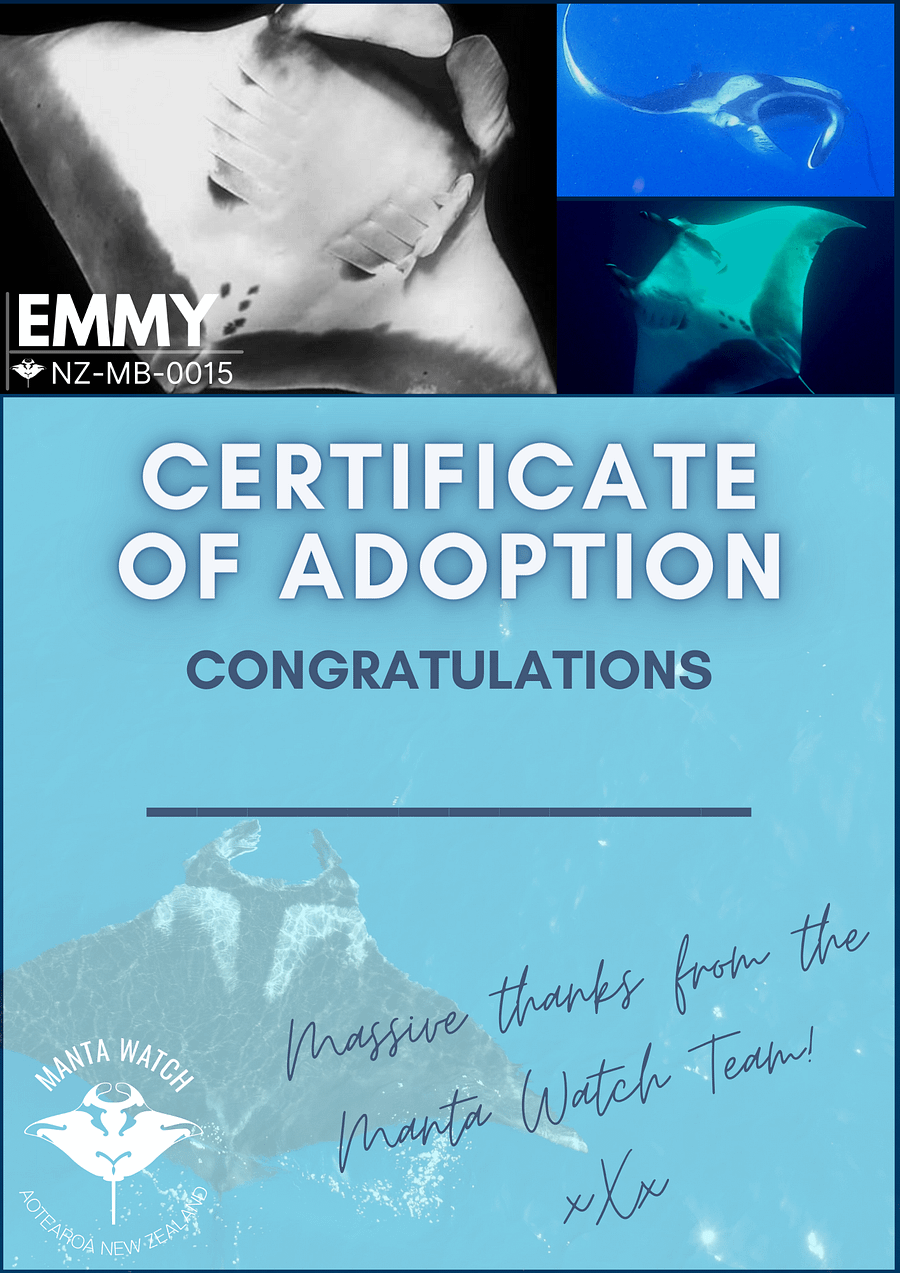 Emmy - Adopt A Manta Pack product image (1)
