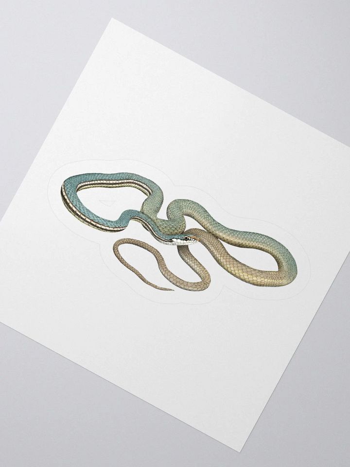 Die-Cut Sticker – Sonoran Whipsnake product image (2)