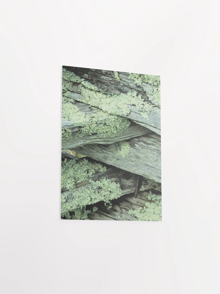 NC Moss product image (39)