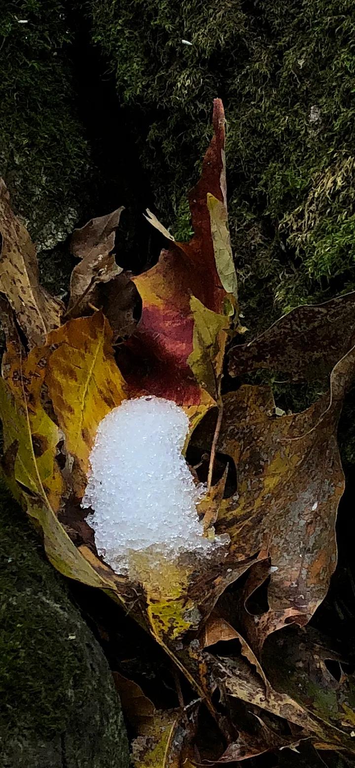 Leaf and Snow Phone Background product image (1)